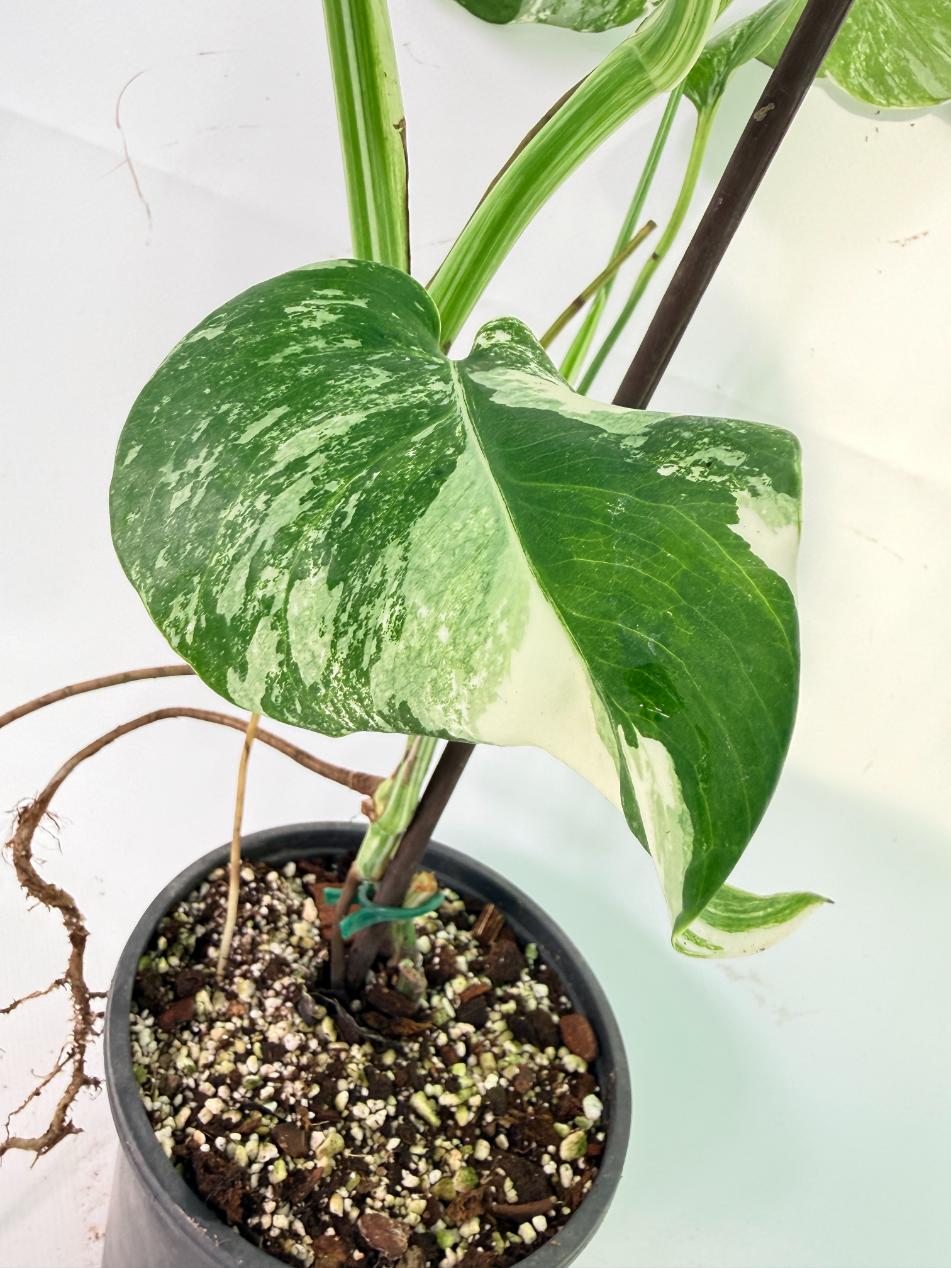Monstera Albo Variegata XL 10