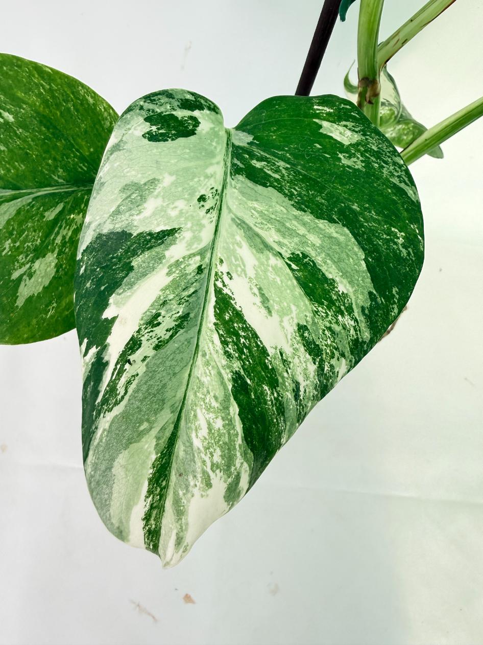 Monstera Albo Variegata XL 11