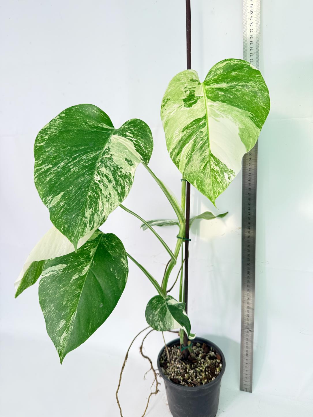 Monstera Albo Variegata XL 02