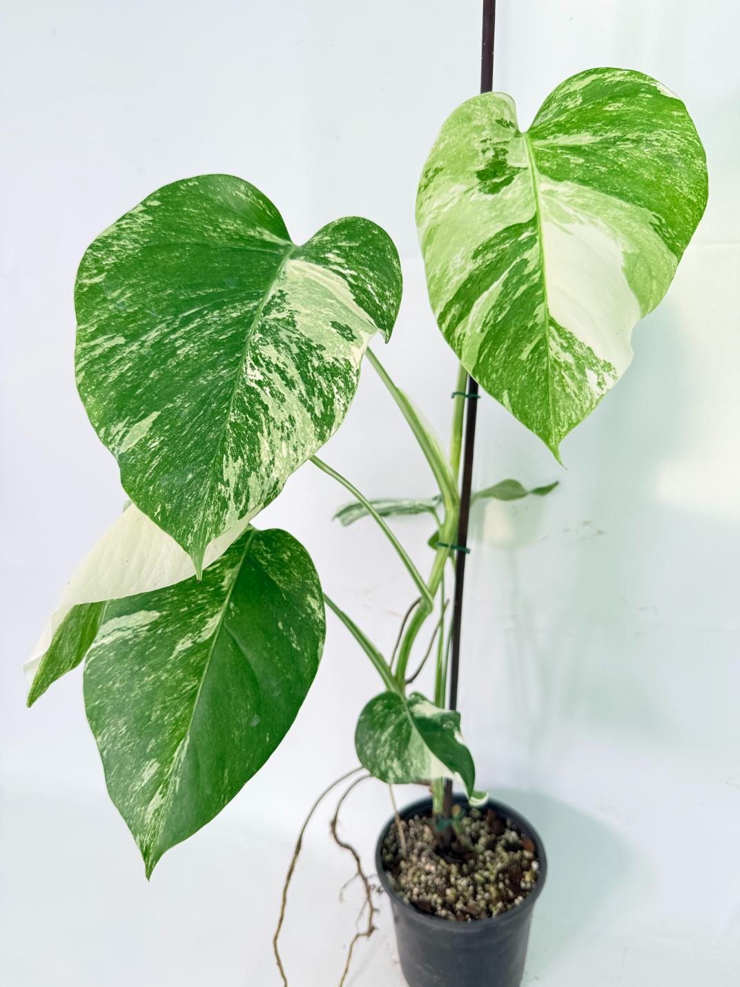 Monstera Albo Variegata XL 01