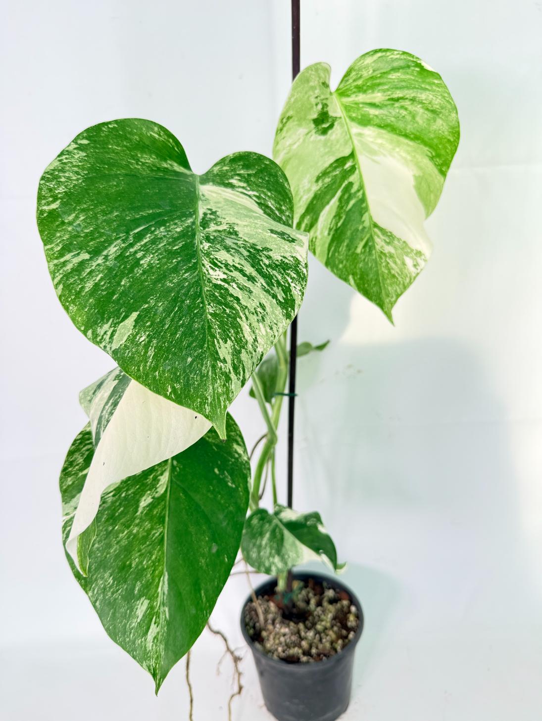 Monstera Albo Variegata XL 03