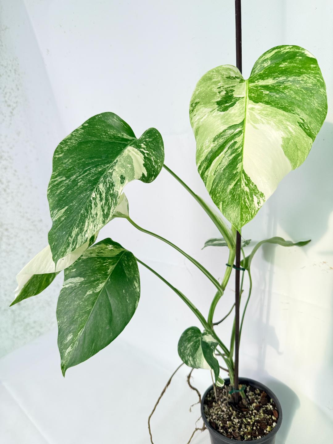 Monstera Albo Variegata XL 04