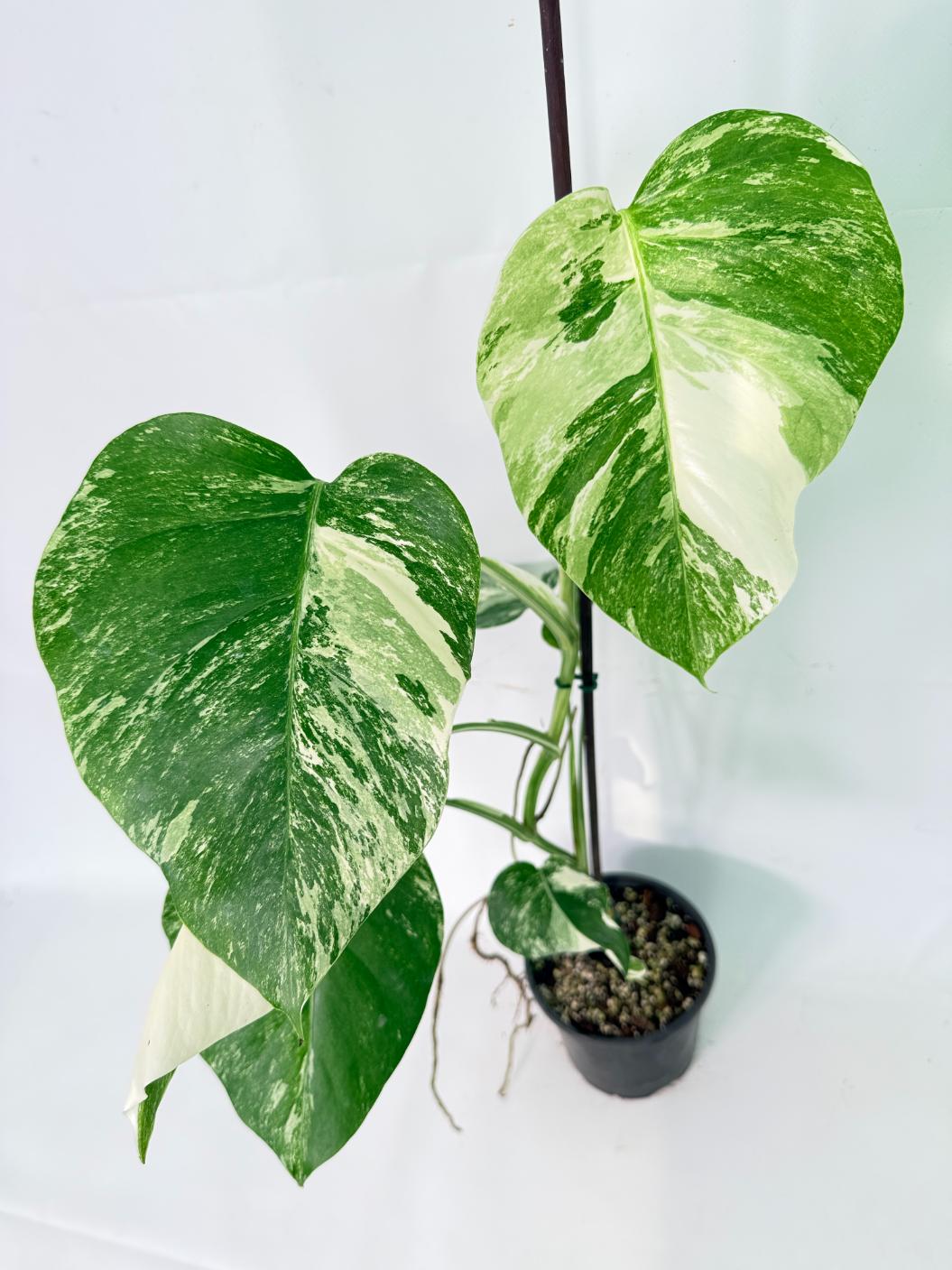 Monstera Albo Variegata XL 05