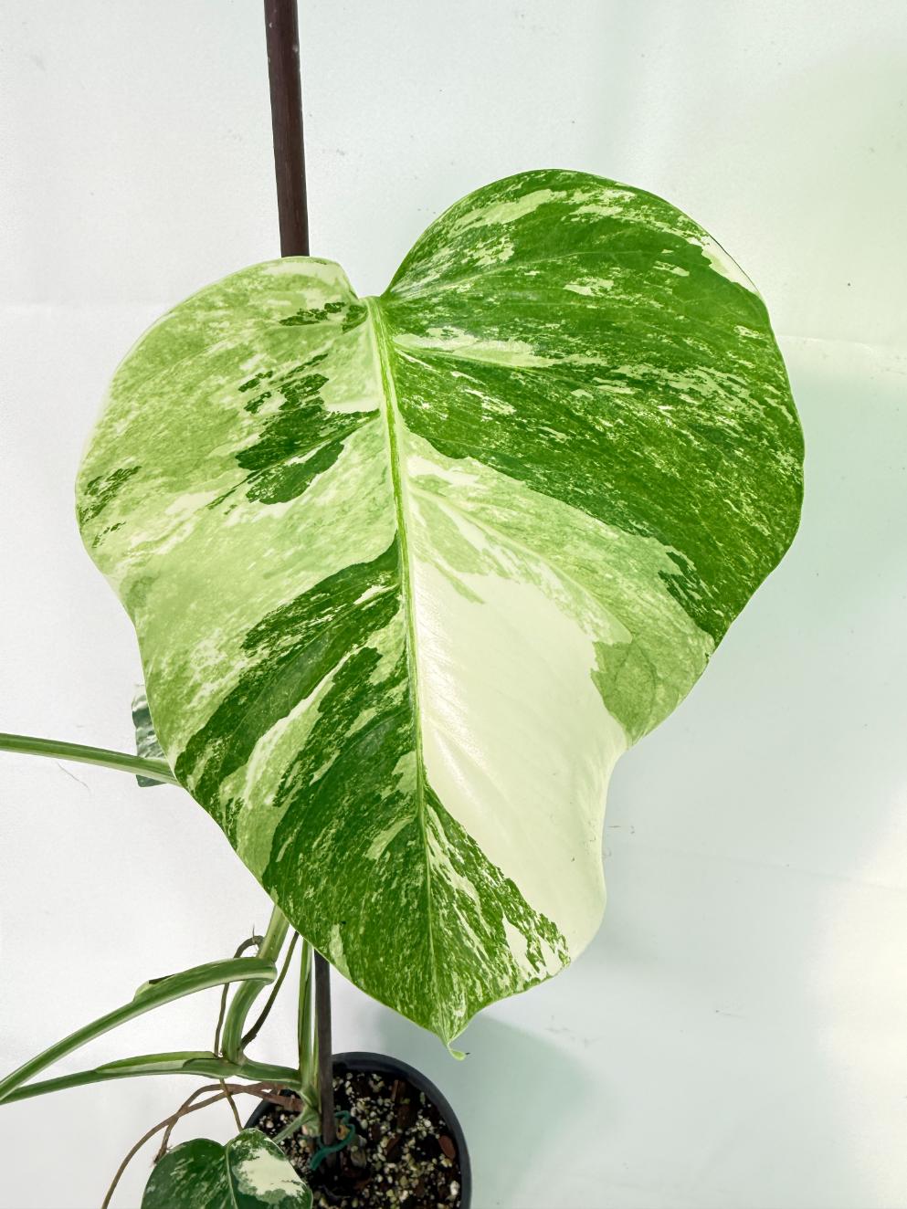 Monstera Albo Variegata XL 06