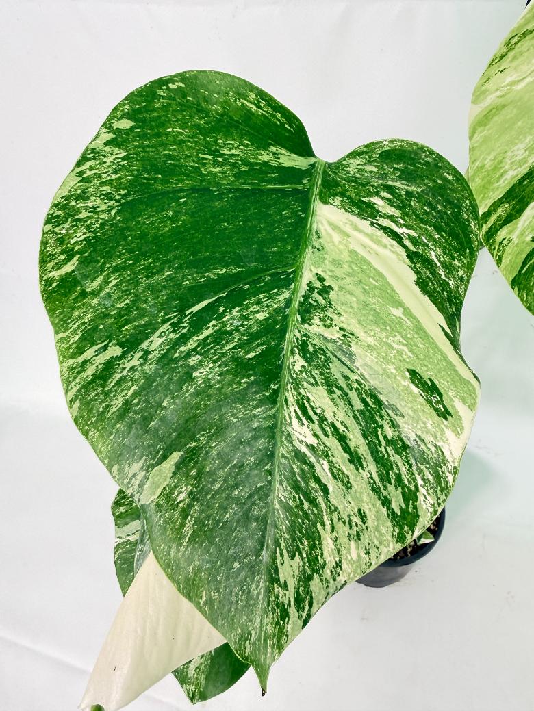 Monstera Albo Variegata XL 07