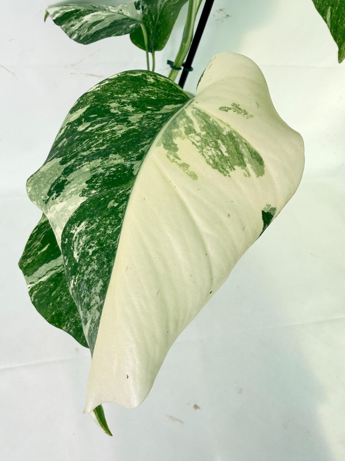 Monstera Albo Variegata XL 08