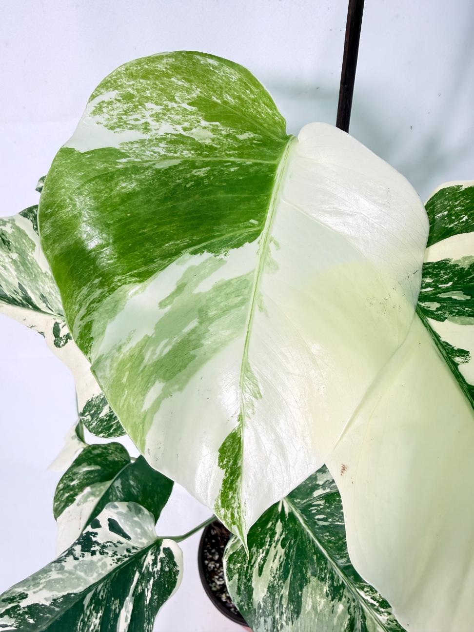 Monstera Albo Variegata XL 08