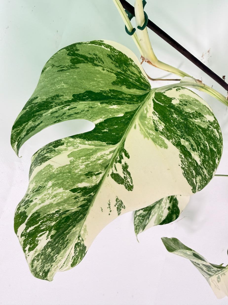 Monstera Albo Variegata XL 09
