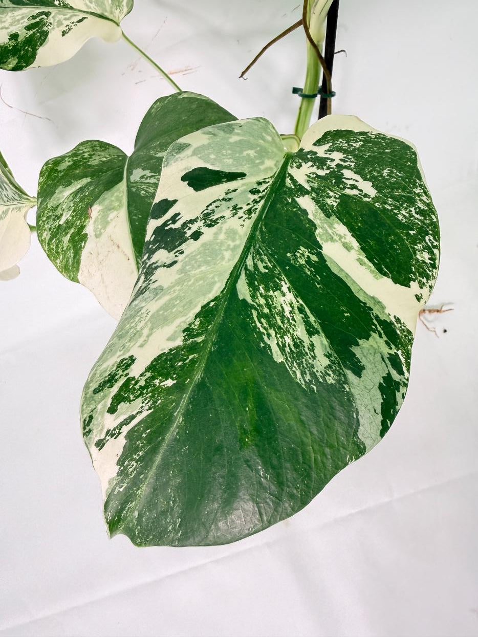 Monstera Albo Variegata XL 10