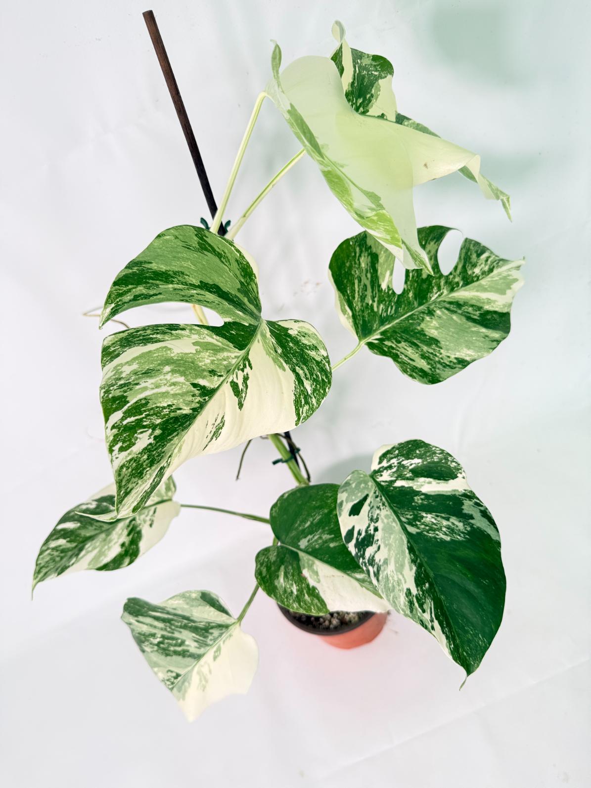 Monstera Albo Variegata XL 11