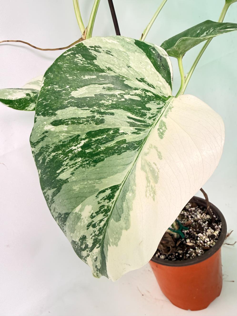 Monstera Albo Variegata XL 12