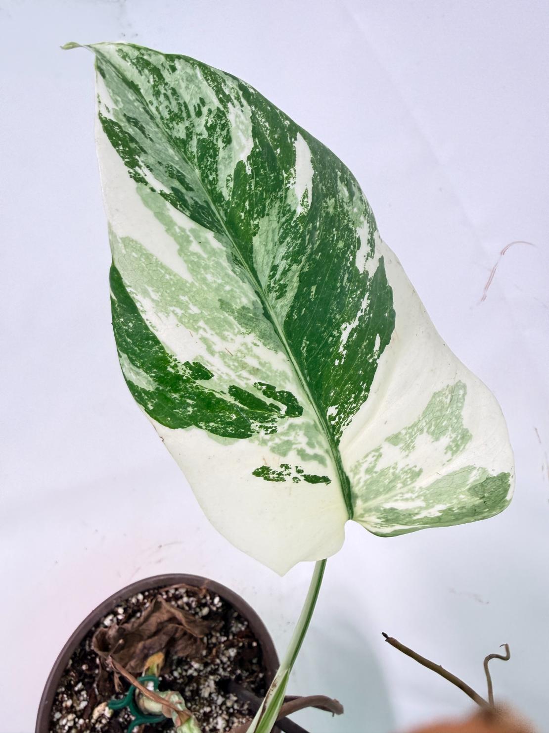 Monstera Albo Variegata XL 13