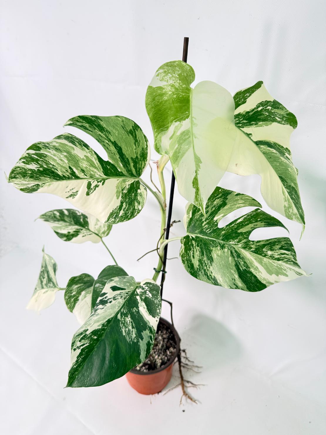 Monstera Albo Variegata XL 14
