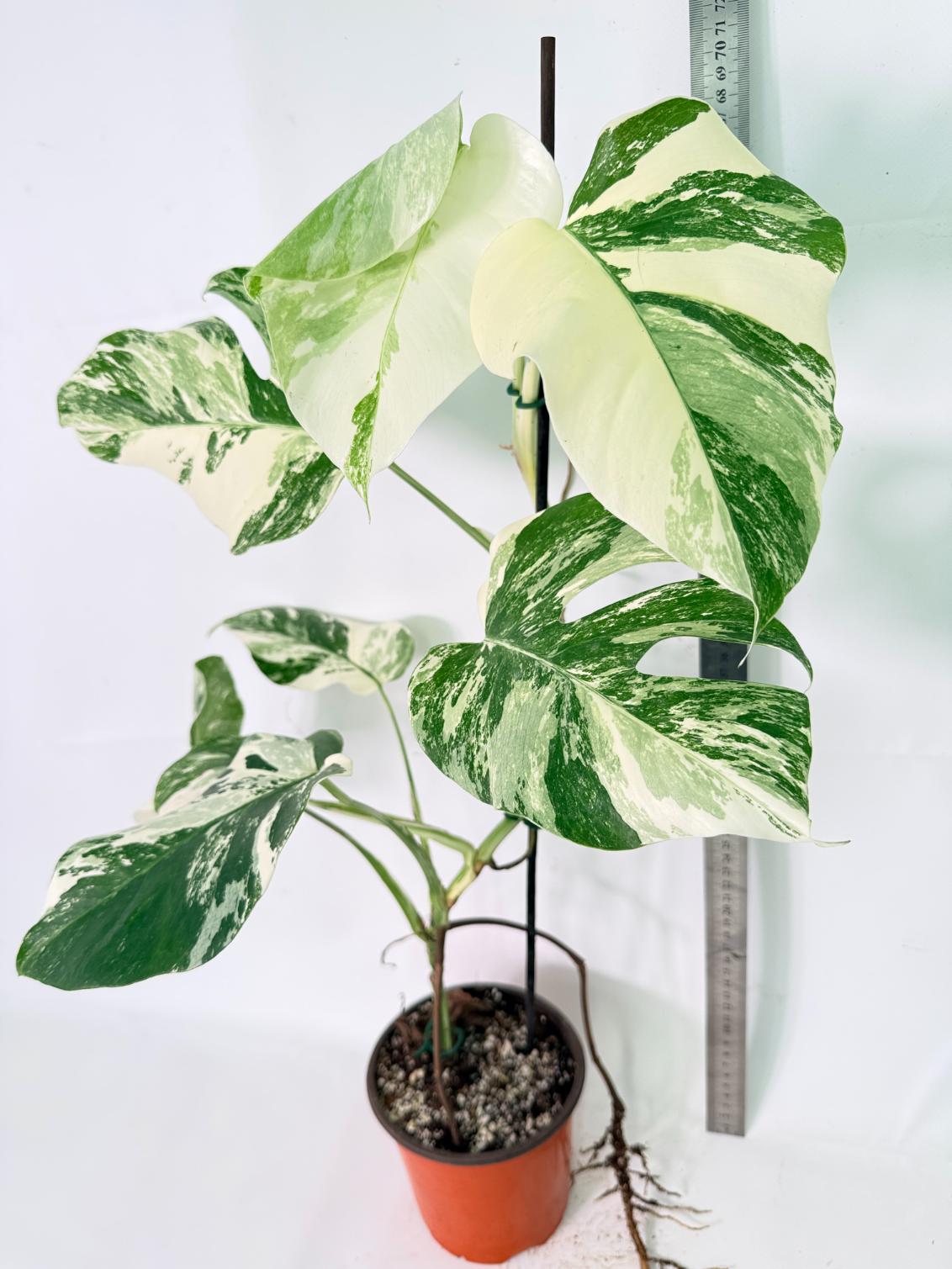 Monstera Albo Variegata XL 15