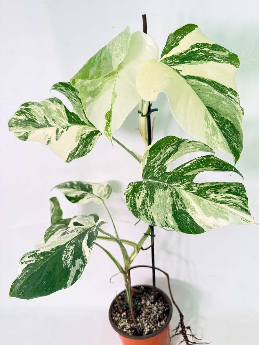 Monstera Albo Variegata XL 01