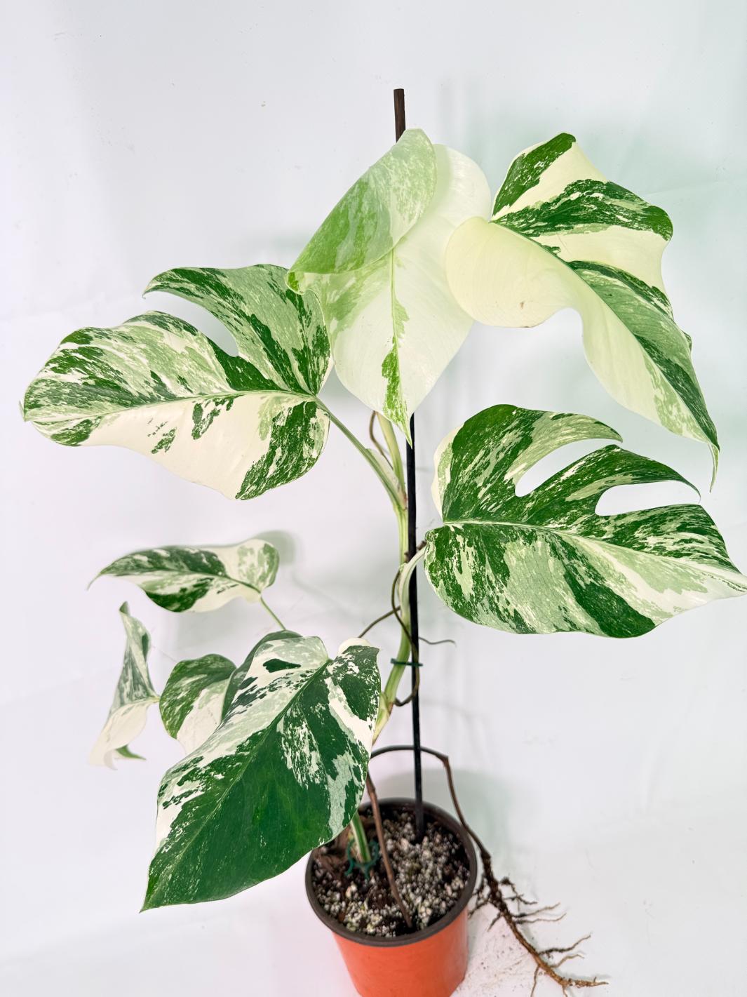 Monstera Albo Variegata XL 03