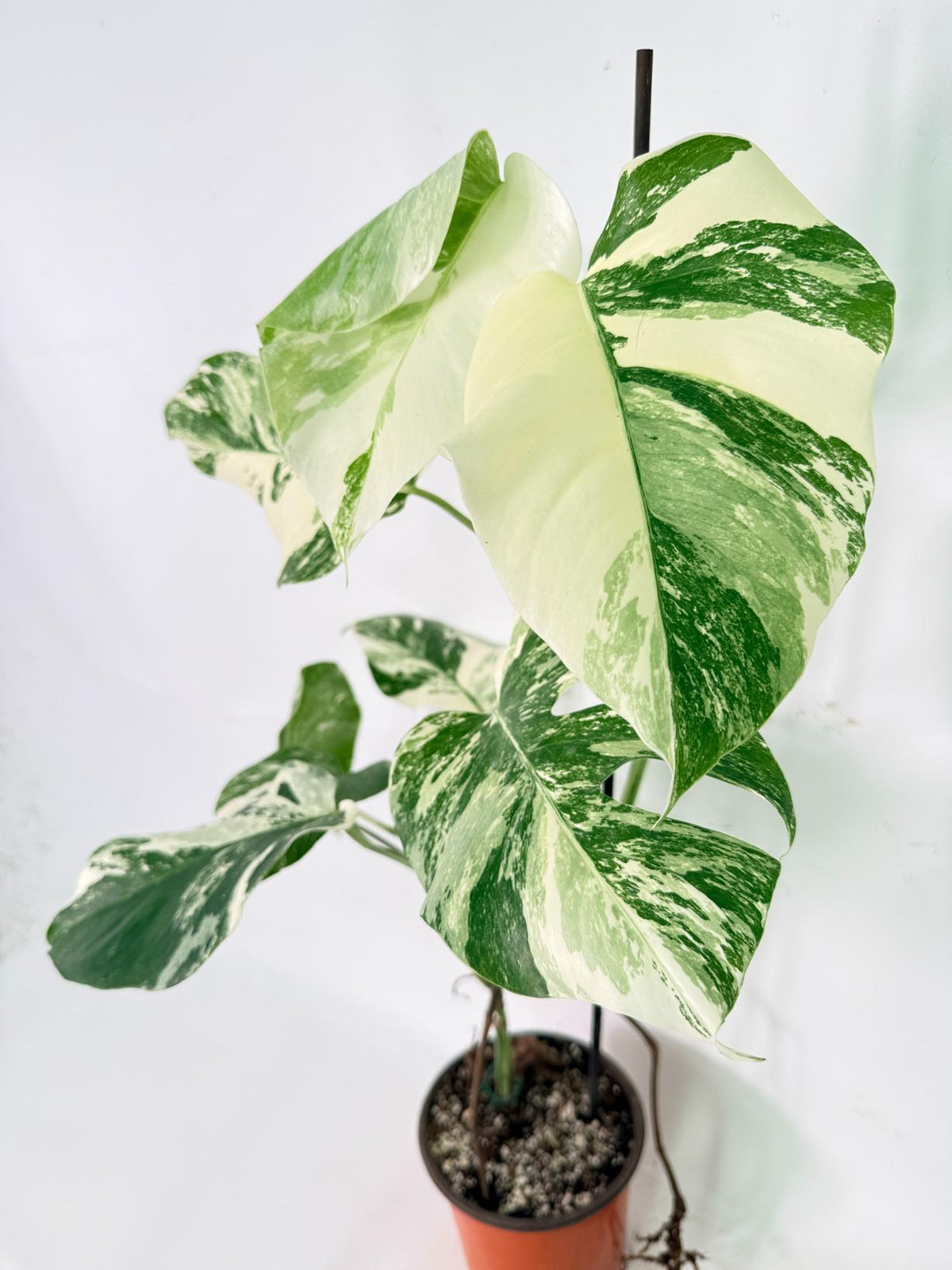 Monstera Albo Variegata XL 04
