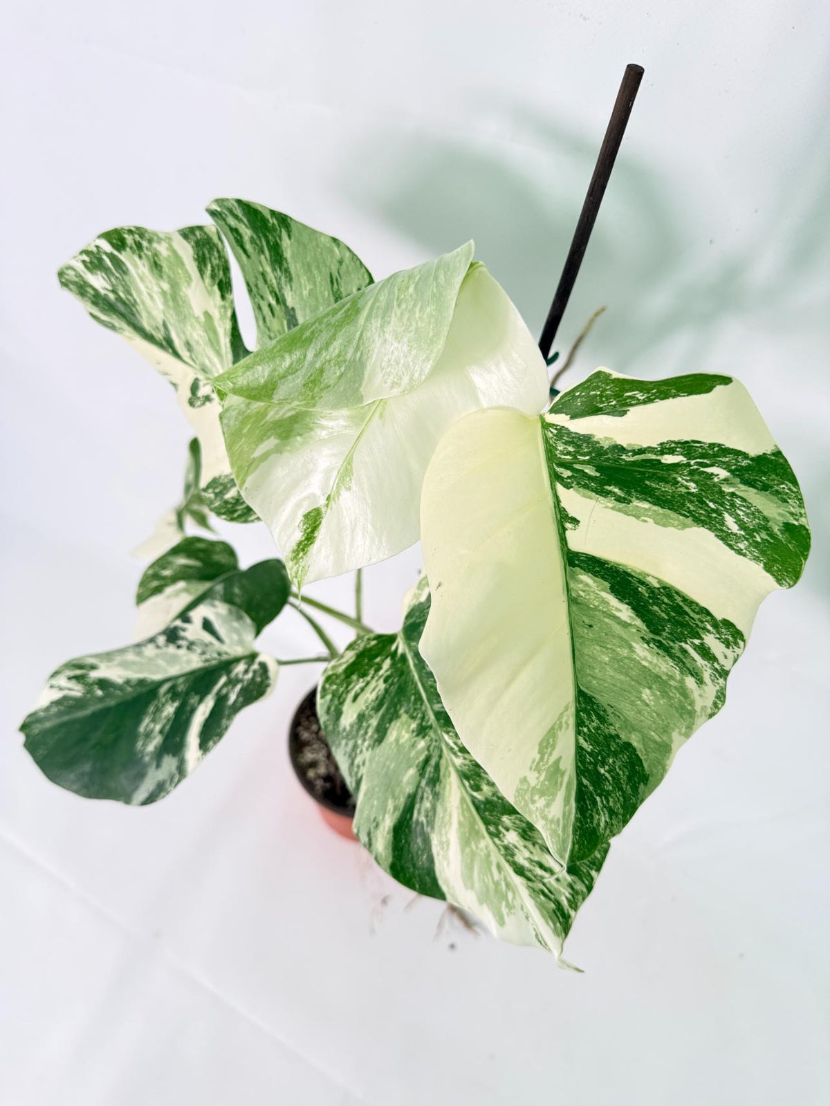 Monstera Albo Variegata XL 05