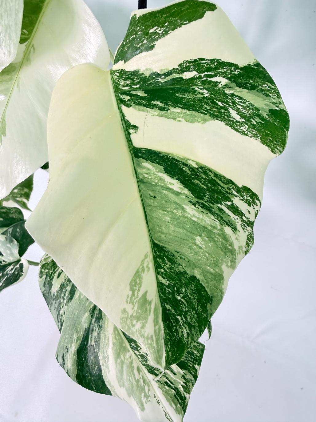 Monstera Albo Variegata XL 06