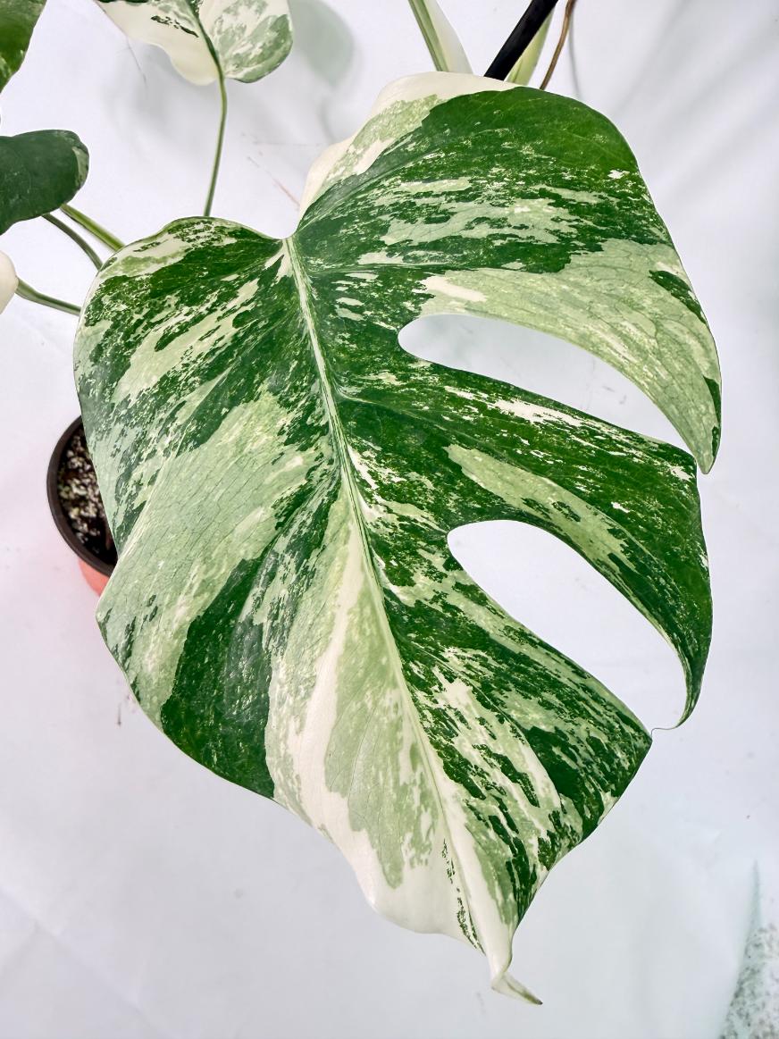 Monstera Albo Variegata XL 07