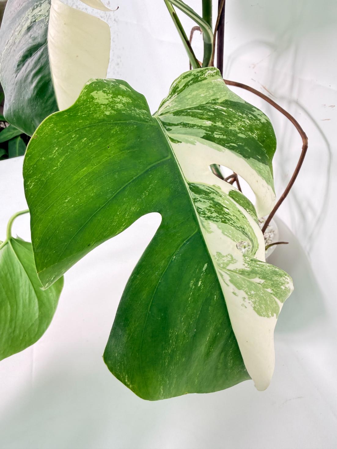 Monstera Albo Variegata XL 08