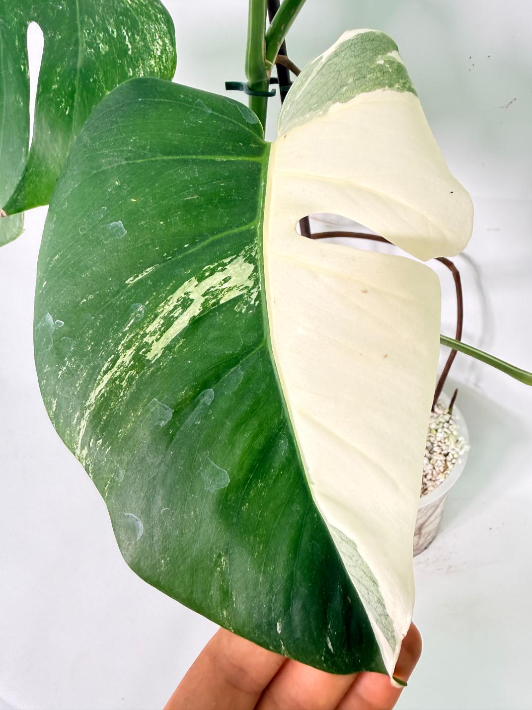 Monstera Albo Variegata XL 09