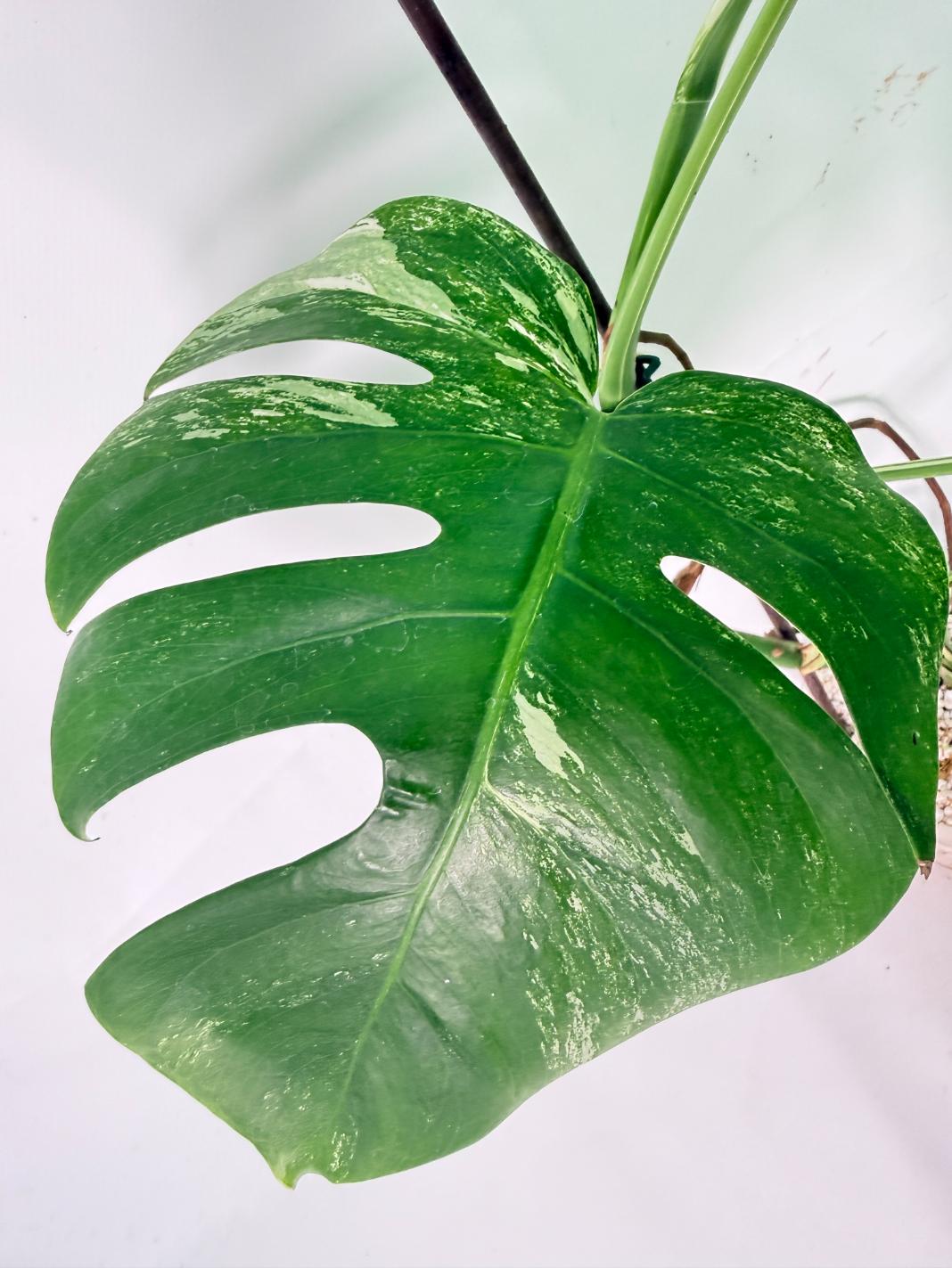 Monstera Albo Variegata XL 10