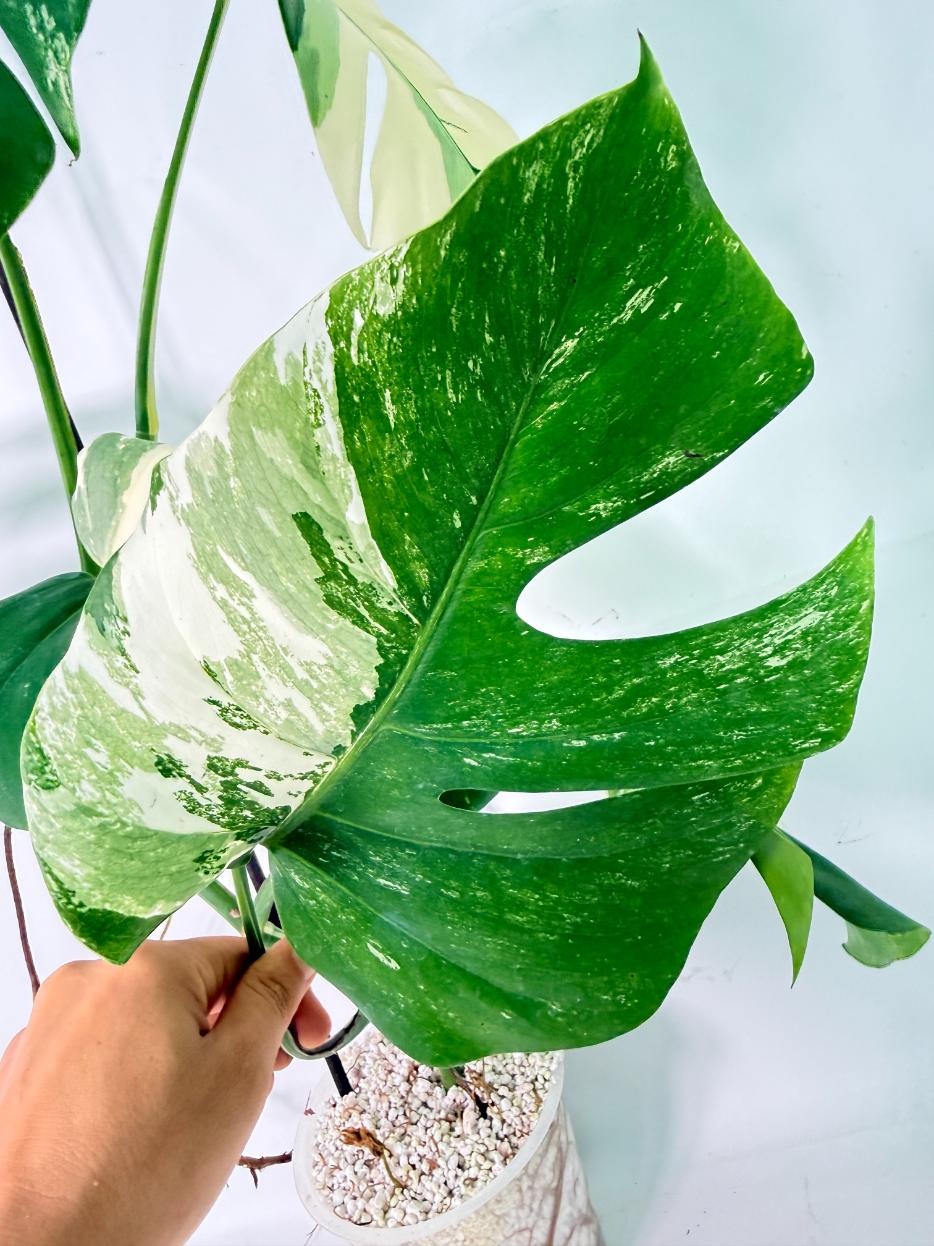 Monstera Albo Variegata XL 11