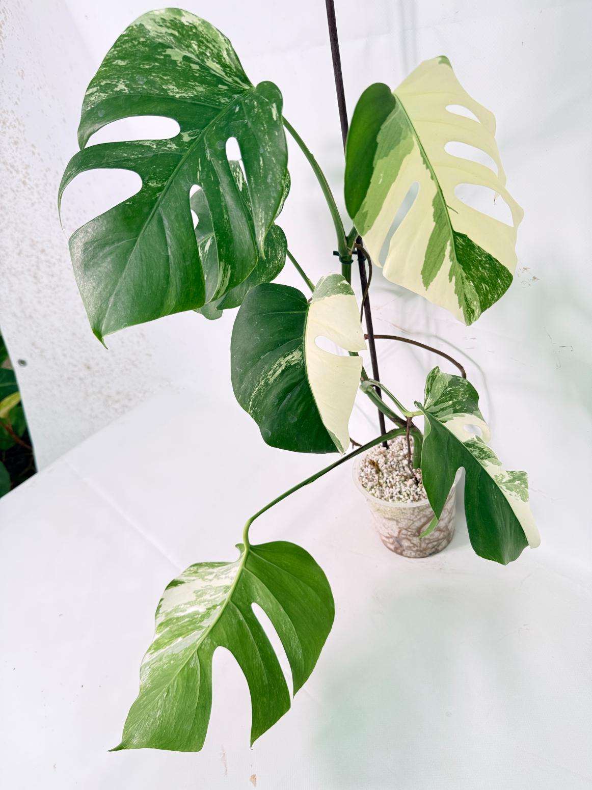 Monstera Albo Variegata XL 12