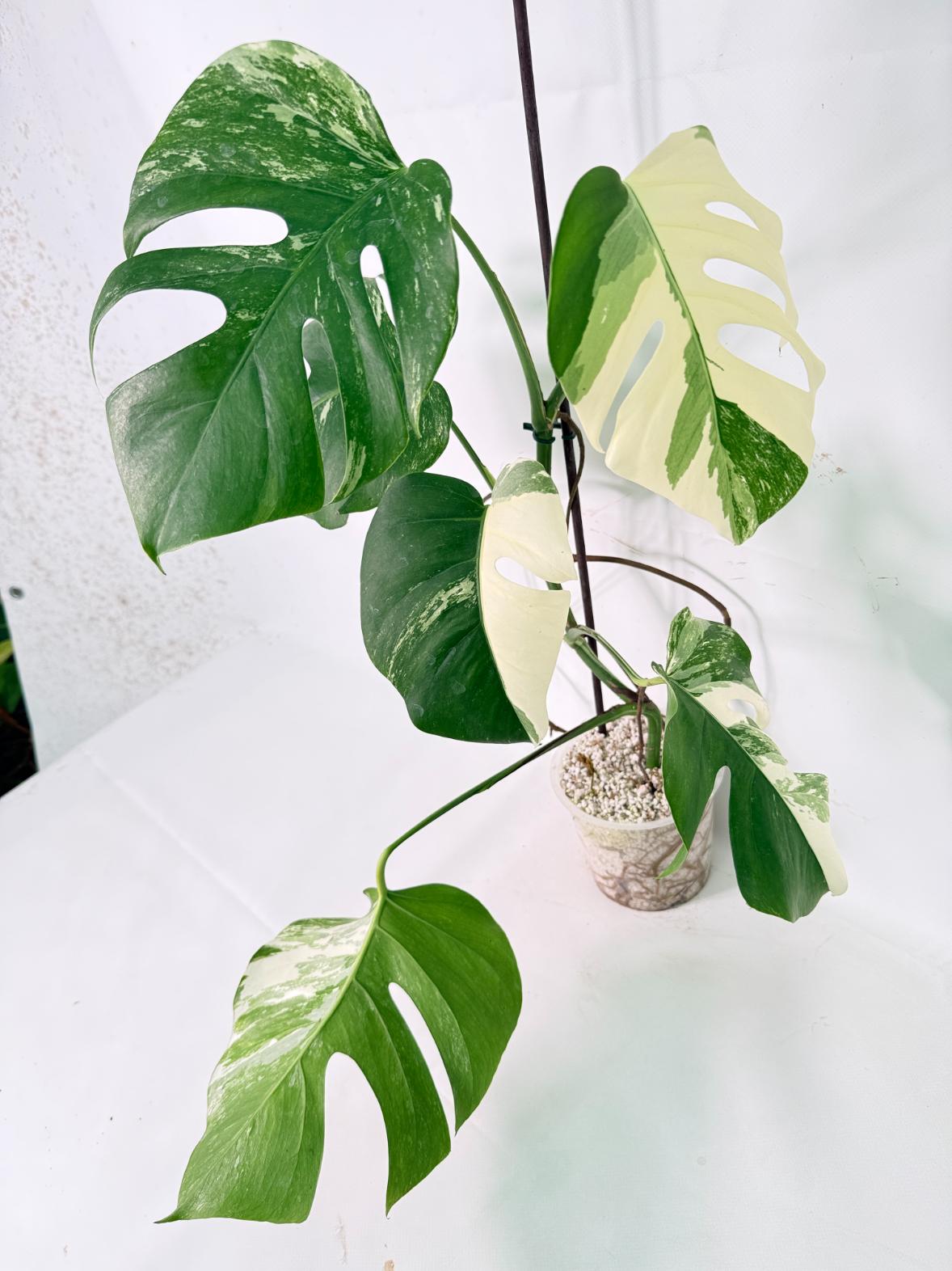 Monstera Albo Variegata XL 13