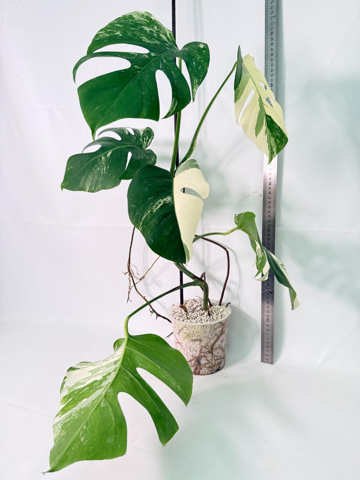 Monstera Albo Variegata XL 14