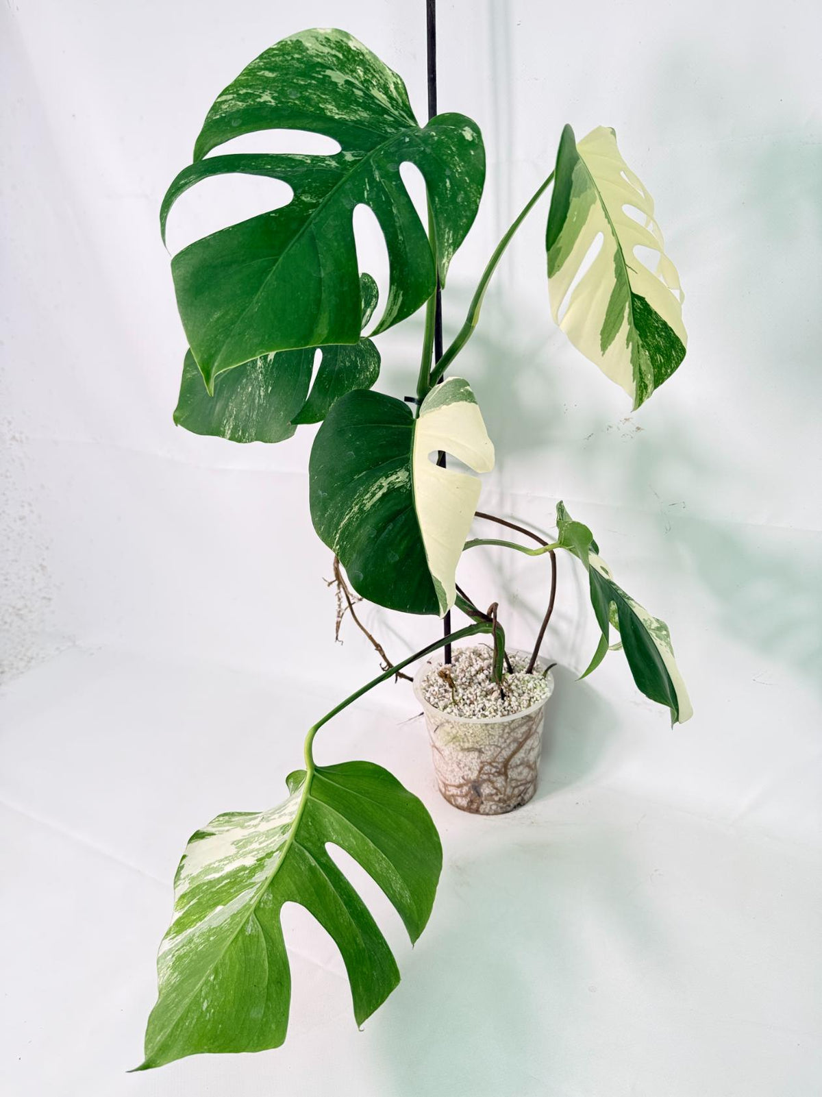 Monstera Albo Variegata XL 01