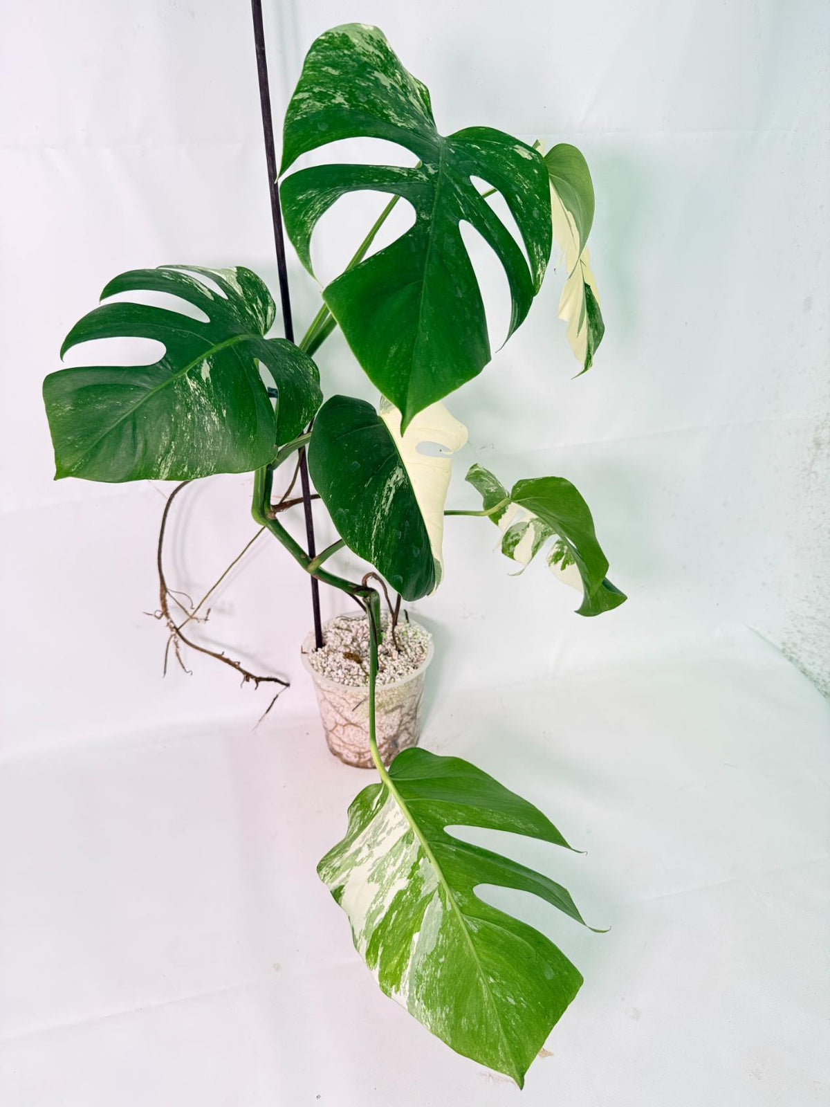 Monstera Albo Variegata XL 03