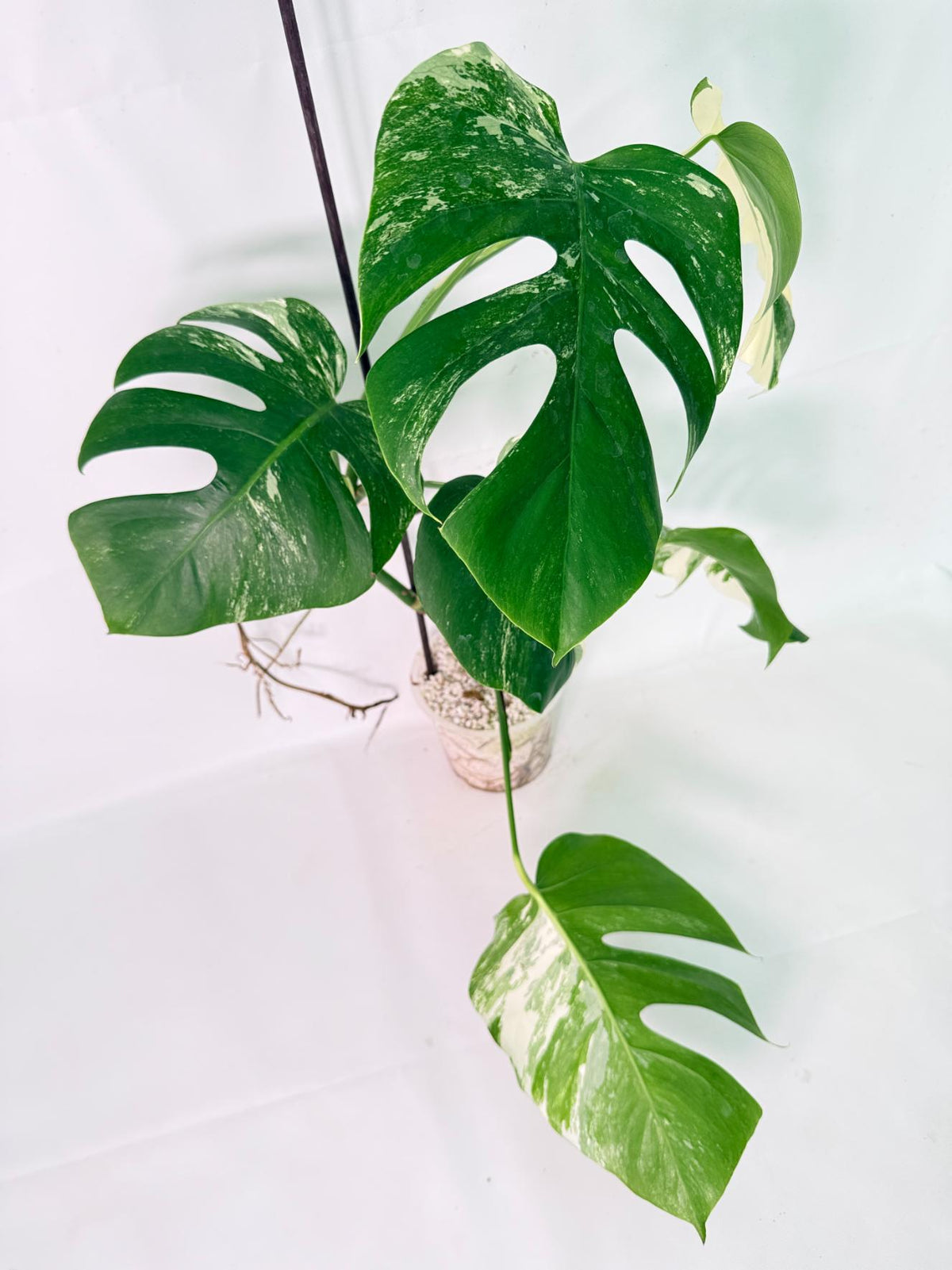 Monstera Albo Variegata XL 04
