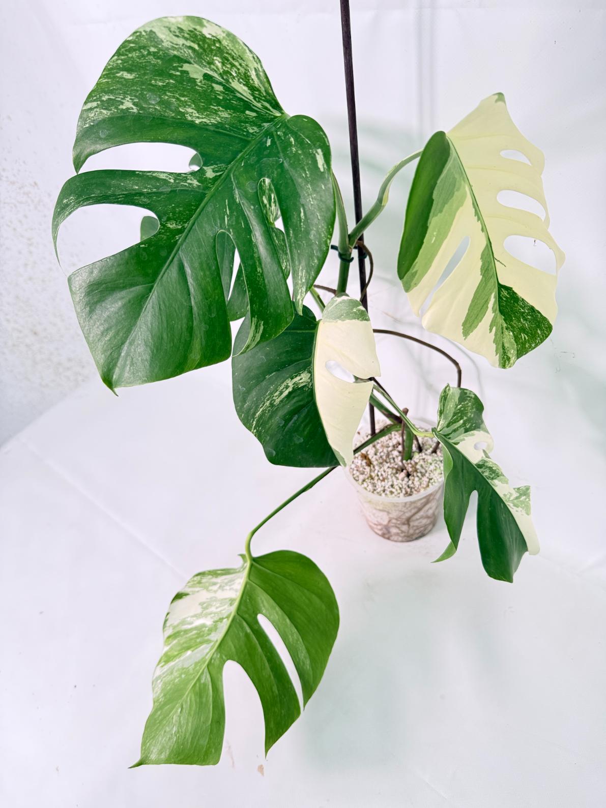 Monstera Albo Variegata XL 05
