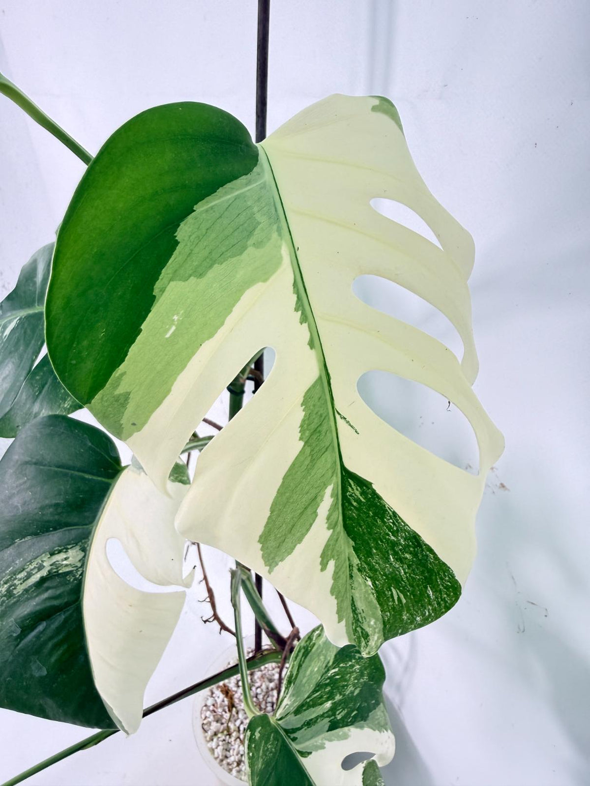 Monstera Albo Variegata XL 06
