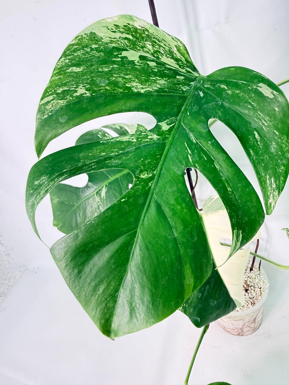 Monstera Albo Variegata XL 07