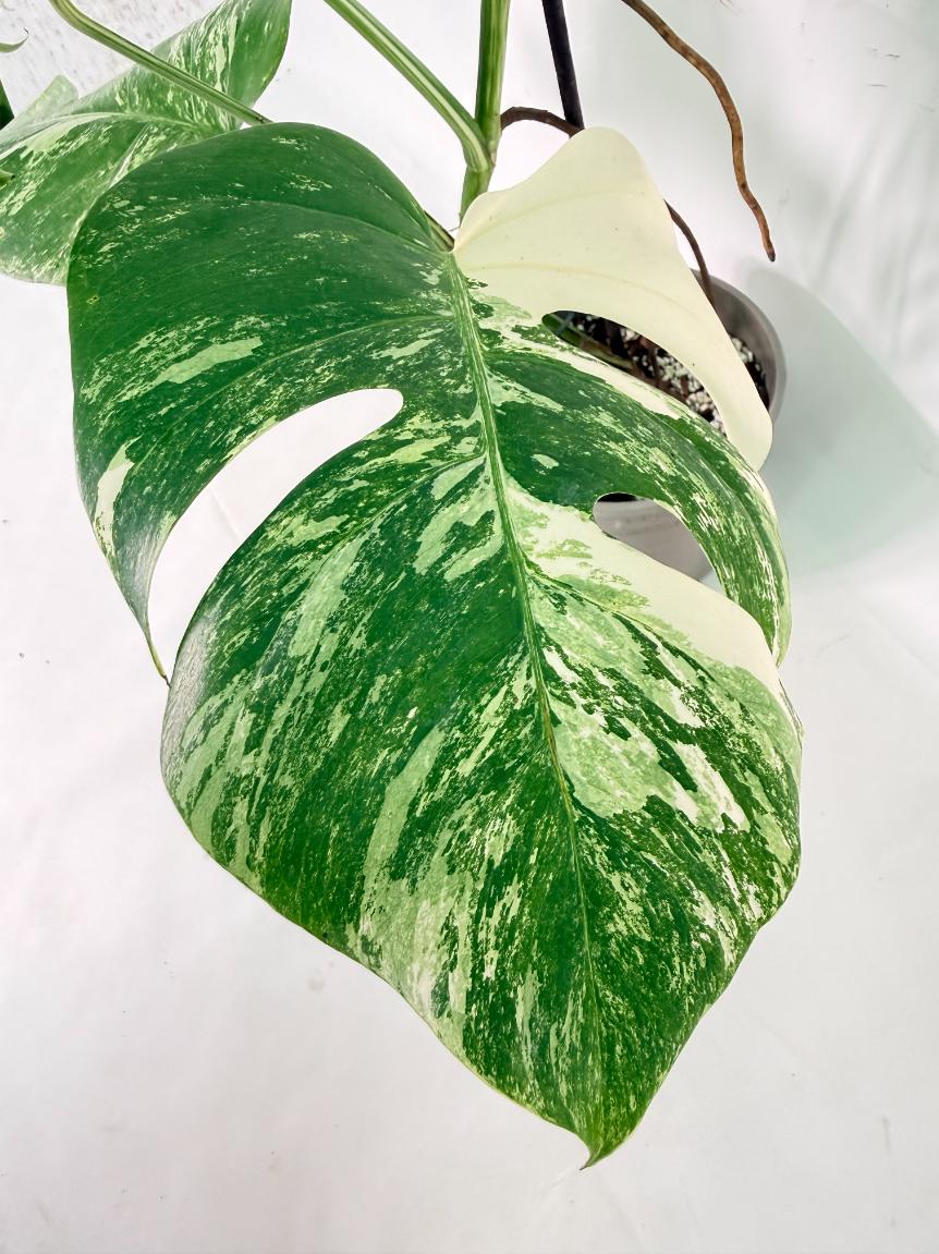 Monstera Albo Variegata XL 08