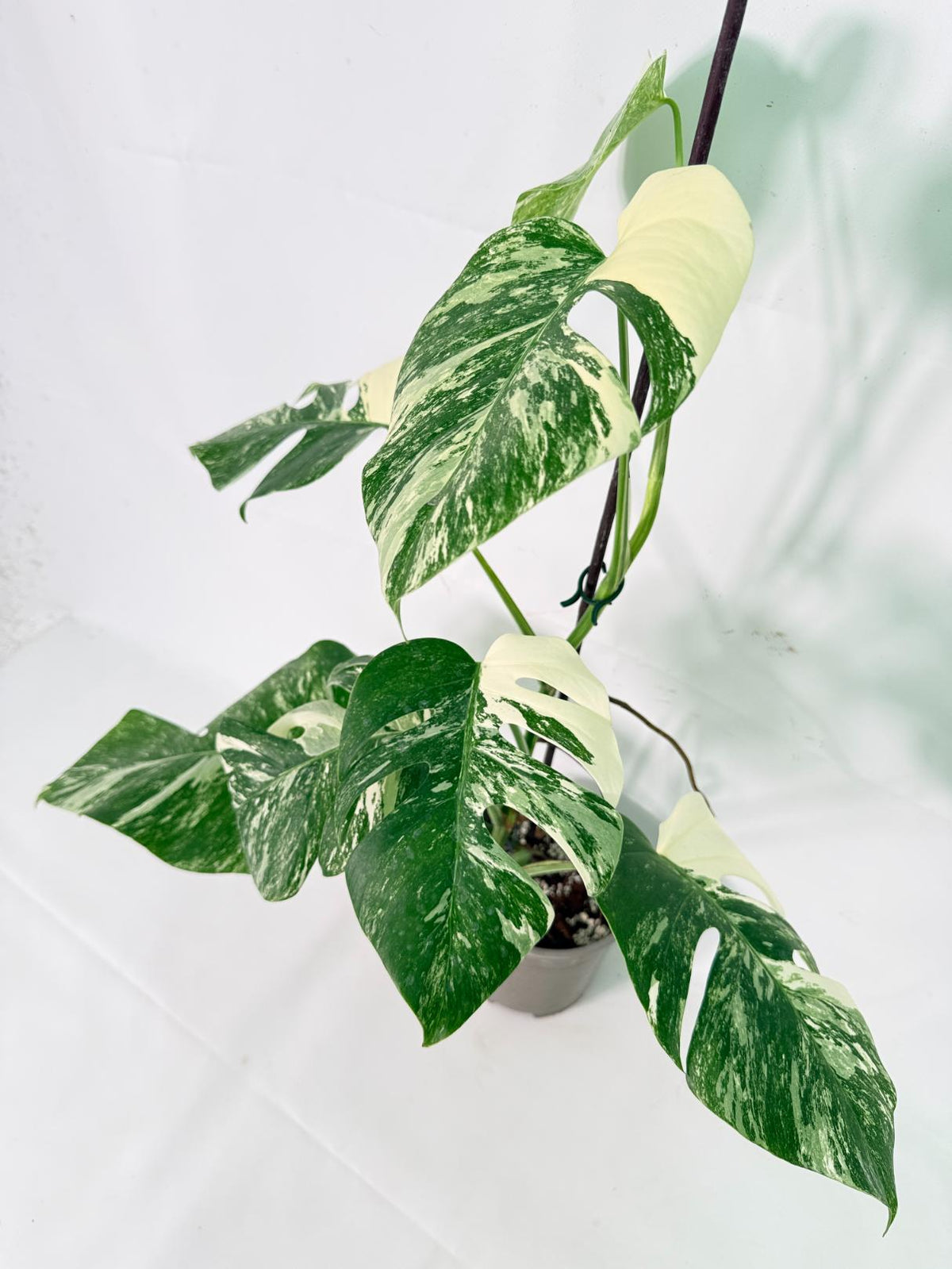 Monstera Albo Variegata XL 09