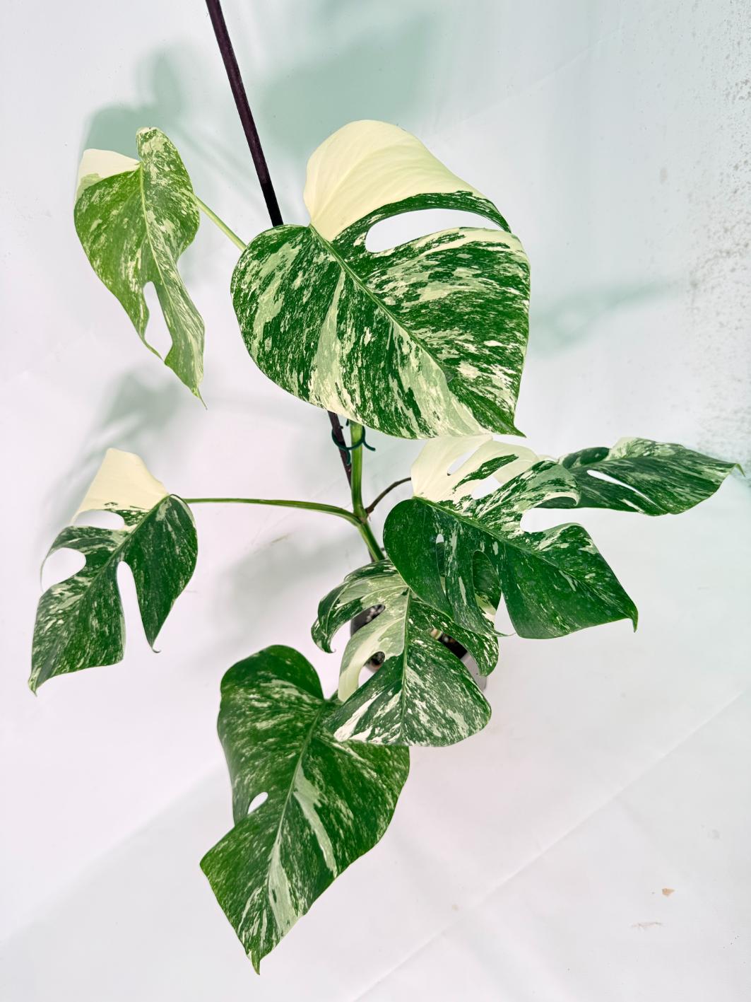 Monstera Albo Variegata XL 10