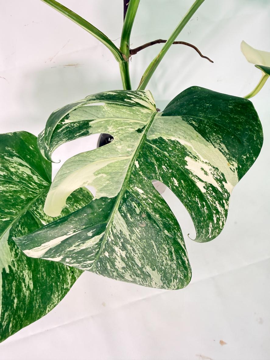 Monstera Albo Variegata XL 11