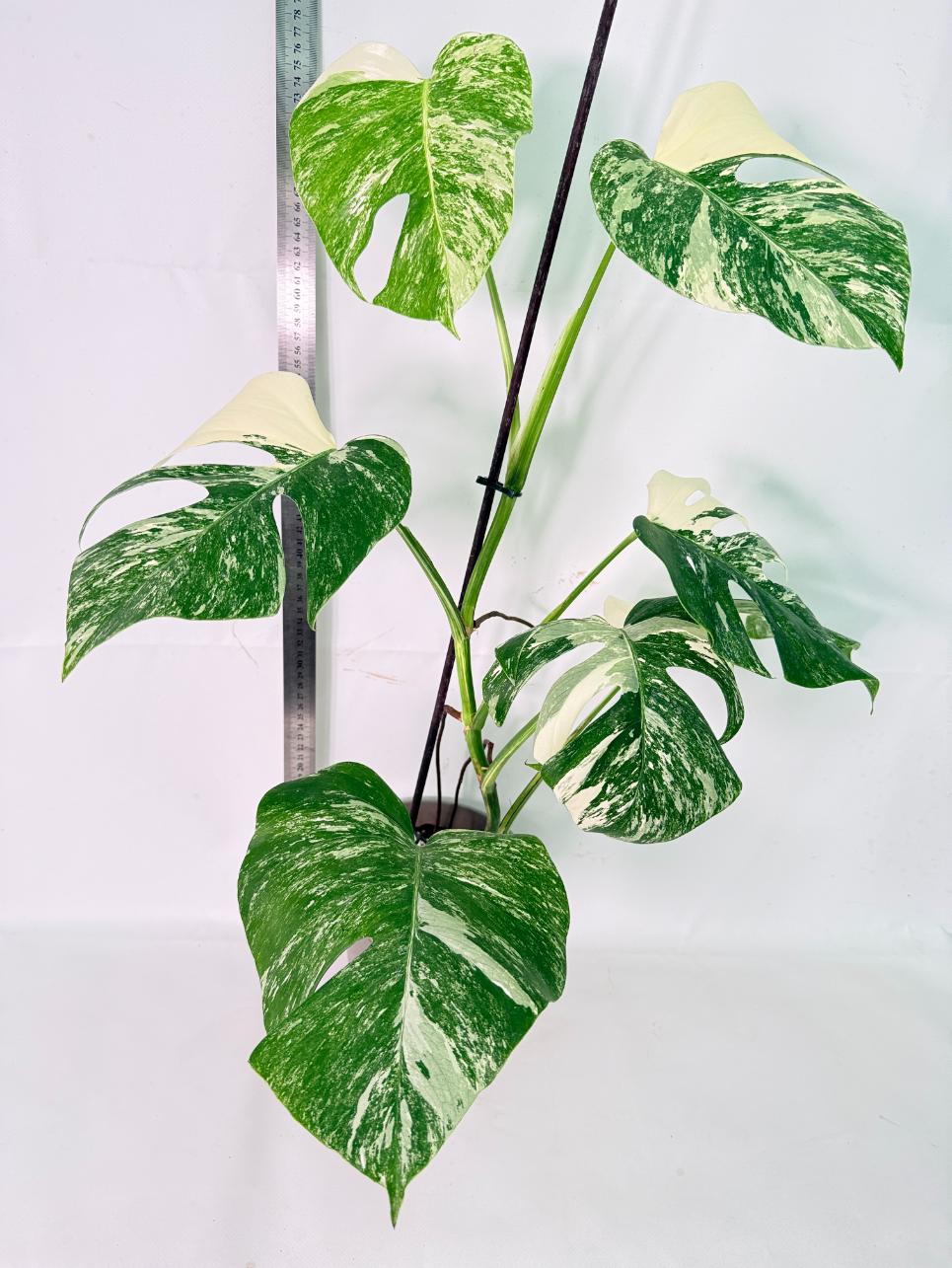 Monstera Albo Variegata XL 12