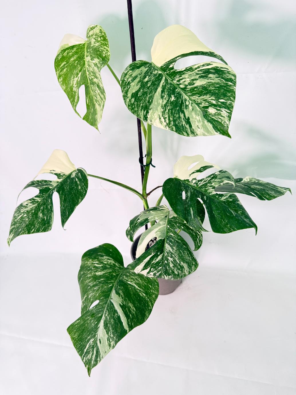 Monstera Albo Variegata XL 01