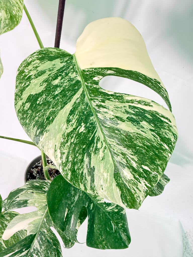 Monstera Albo Variegata XL 02