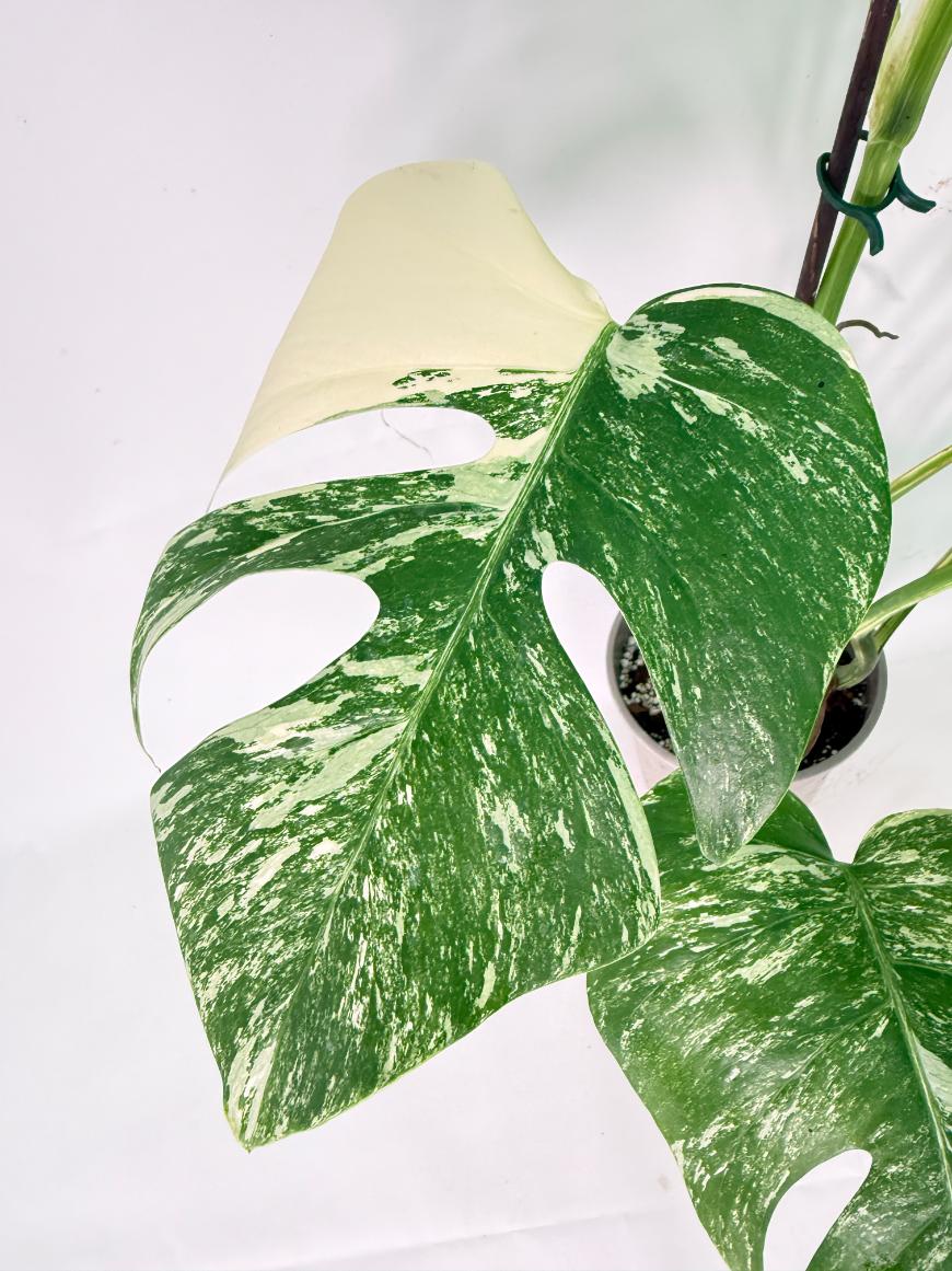 Monstera Albo Variegata XL 03