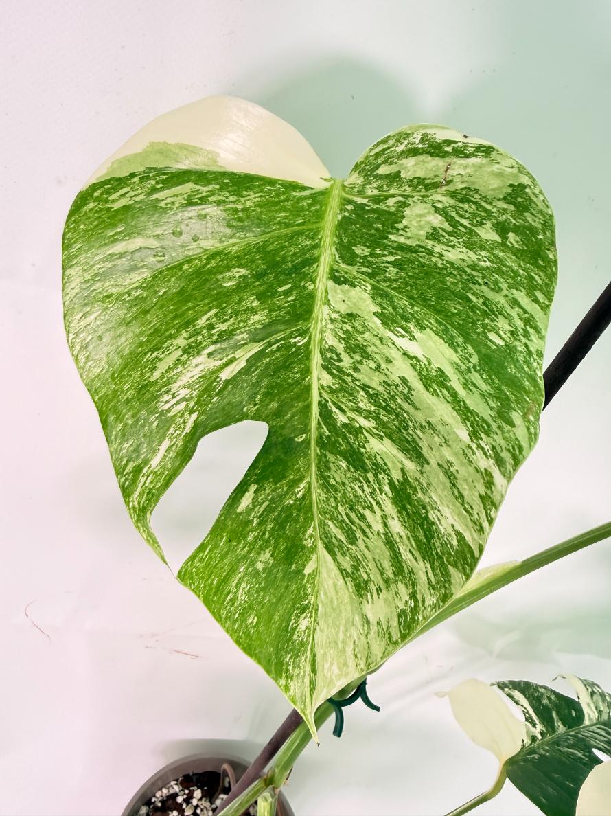 Monstera Albo Variegata XL 04