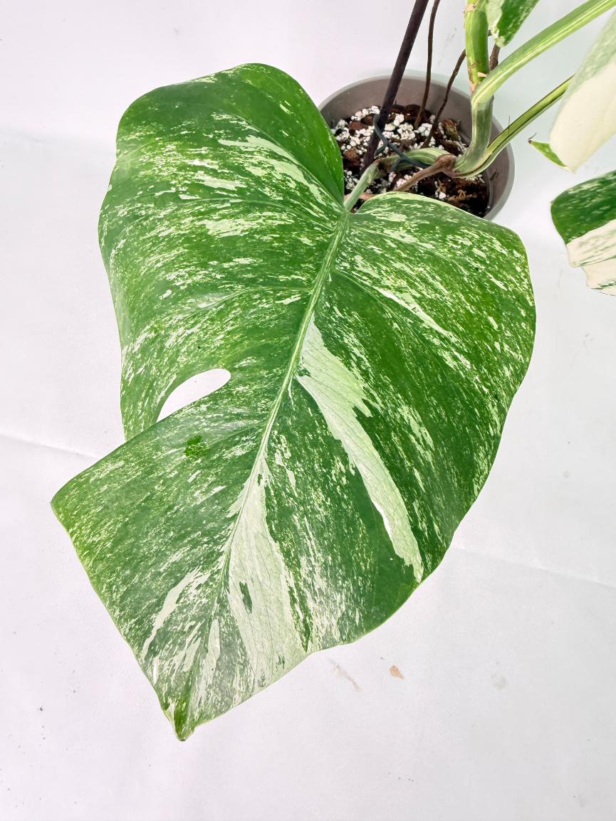 Monstera Albo Variegata XL 05