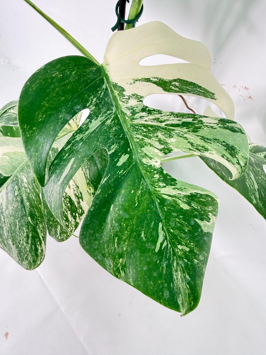 Monstera Albo Variegata XL 06