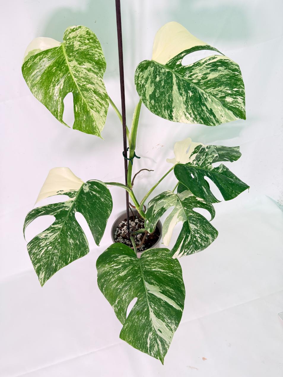Monstera Albo Variegata XL 07