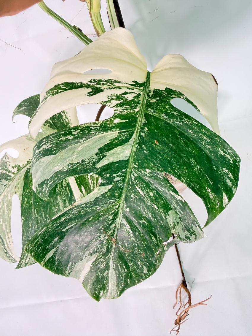 Monstera Albo Variegata XL 08